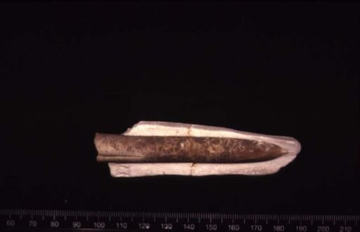 Belemnitella sp.