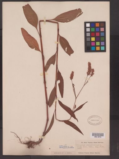 Polygonum pensylvanicum
