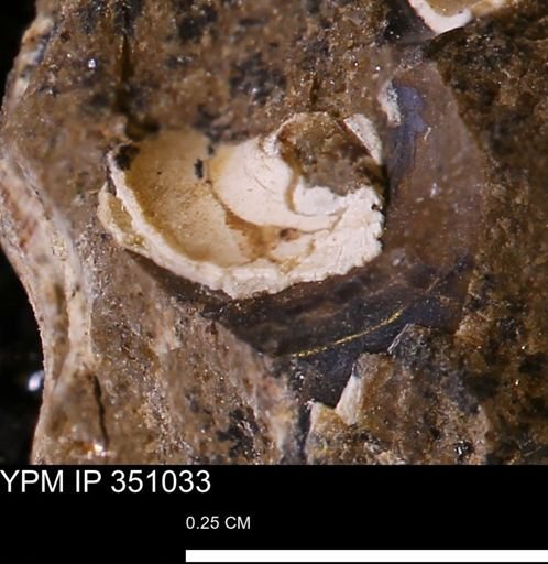 undet. Mollusca