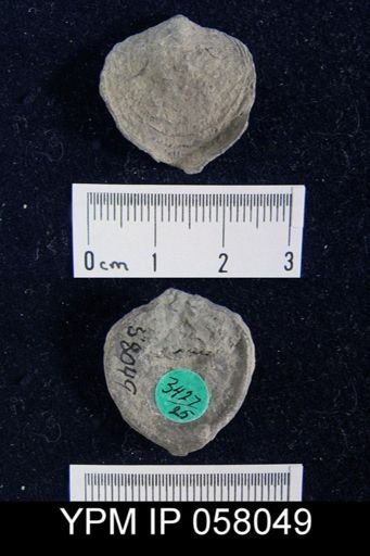 Atrypa reticularis