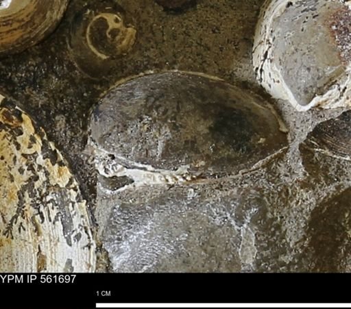 Limopsis sp.