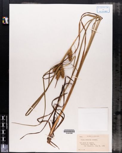 Carex retrorsa