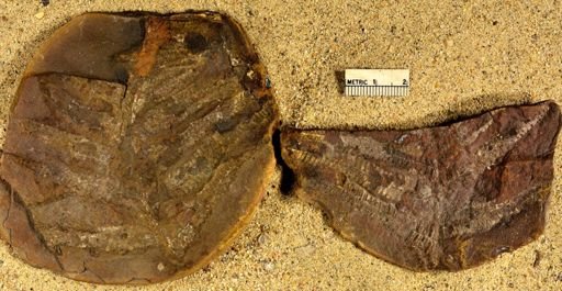 Pecopteris squamosa