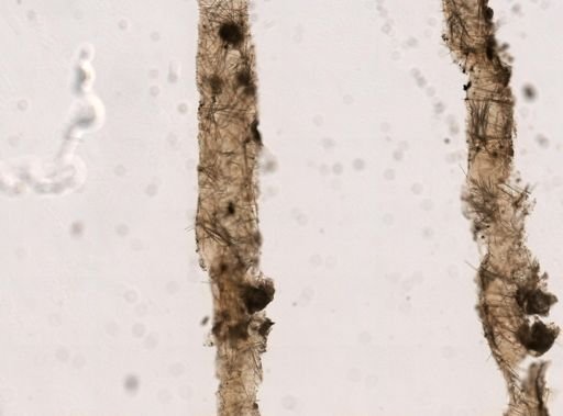 Prosuberites sp.