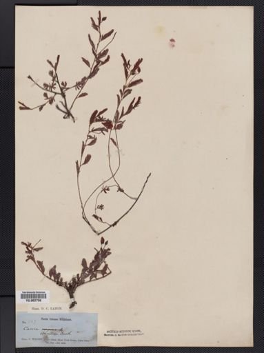 Cassia strigillosa