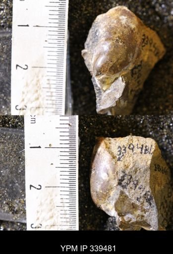 Phelopteria linguaeformis