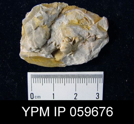 Anoplia nucleata
