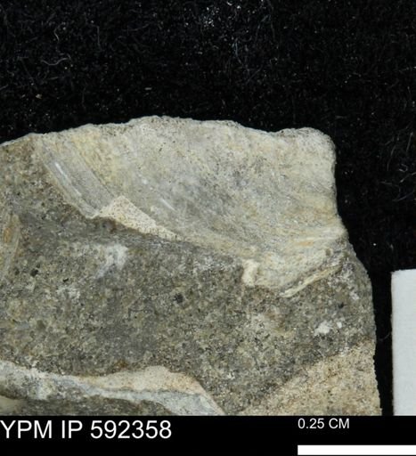 undet. Mollusca