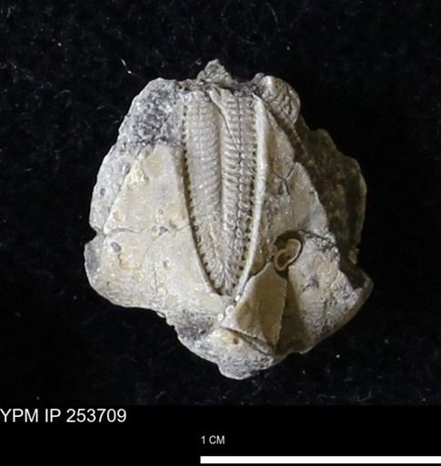 Pentremites sp.