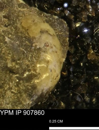 undet. Scaphitidae