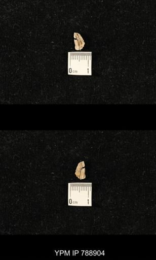 undet. Brachiopoda