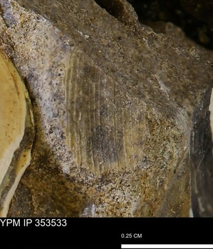 Limopsis striatopunctatus