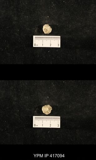 Euphemites carbonarius