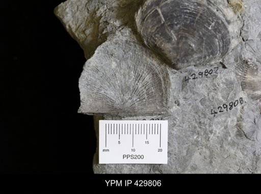 Strophodonta demissa