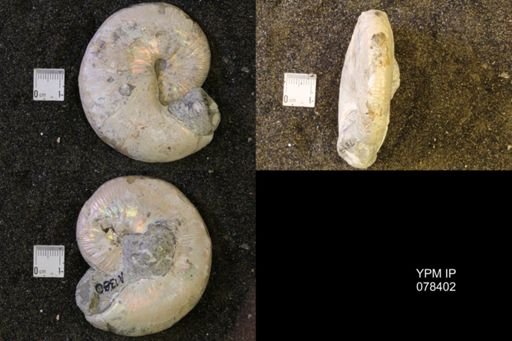 Hoploscaphites nicolletii