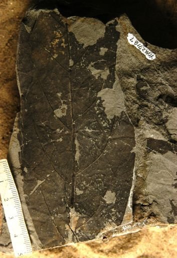 Acrodiclidium pseudocanelo