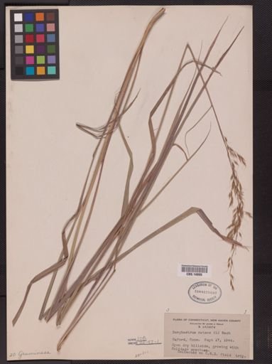Sorghastrum nutans