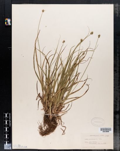Carex cephalophora