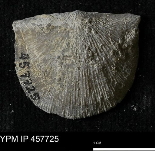Strophodonta sp.