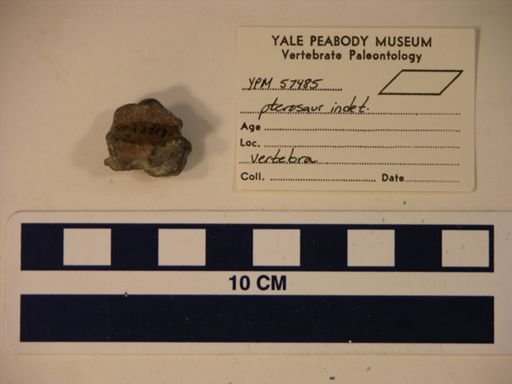 Pterosauria