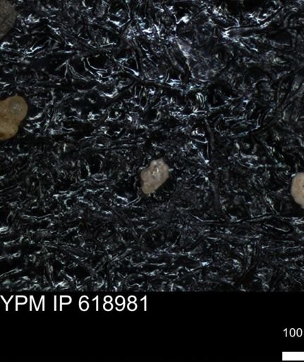 undet. Foraminiferida