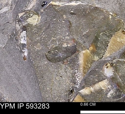 undet. Bivalvia