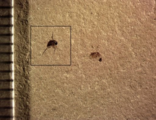 undet. Diptera