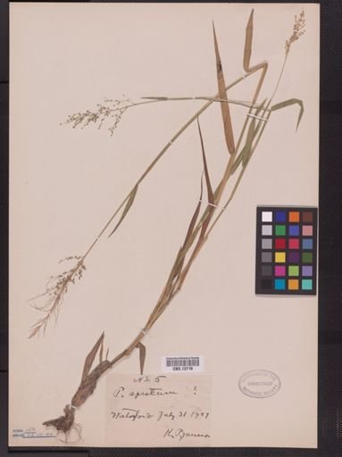 Panicum spretum