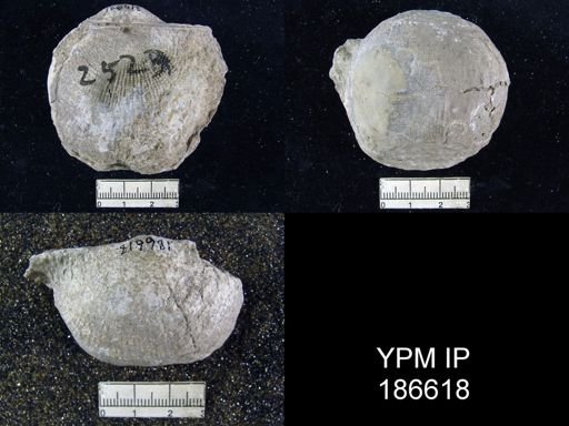 Dictyoclostus americanus