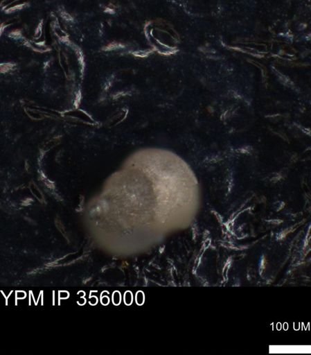 undet. Foraminiferida