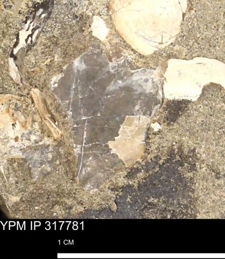 undet. Mollusca