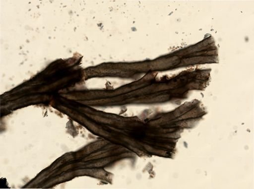 Crisulipora occidentalis