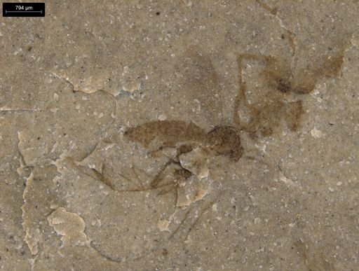 undet. Hymenoptera