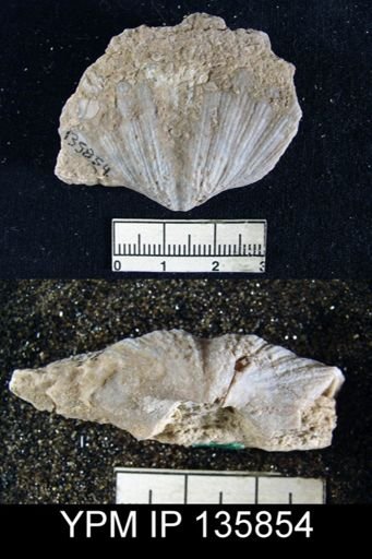 Spirifer (Neospirifer) musakheylensis