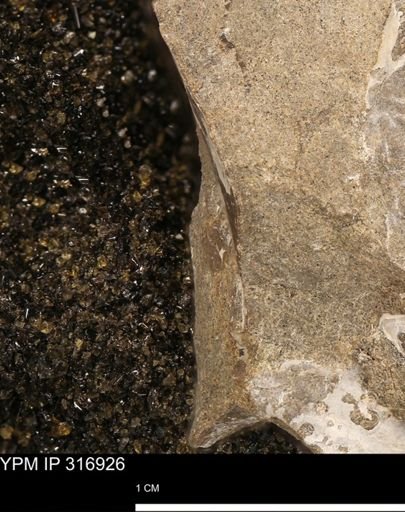 undet. Mollusca
