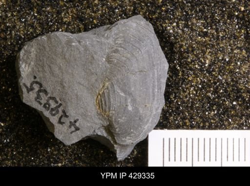 Modiomorpha sp.