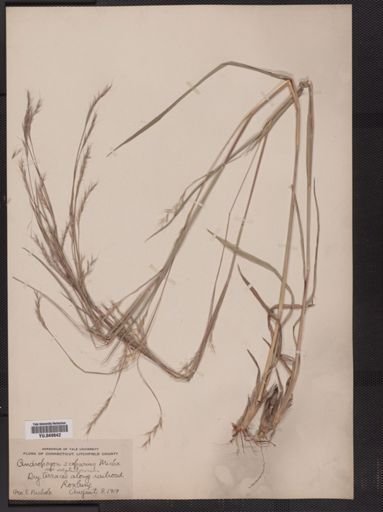 Andropogon scoparius