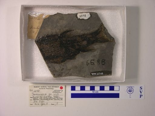 Semionotidae