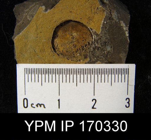 undet. Discinoidea