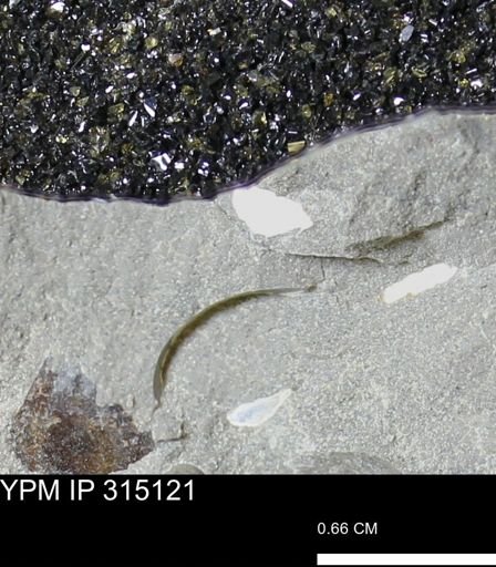 undet. Scaphitidae