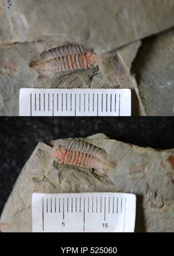 undet. Calymenidae