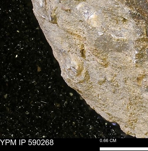 undet. Mollusca