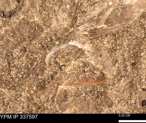 undet. Bivalvia