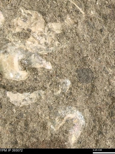 Scaphites sp.