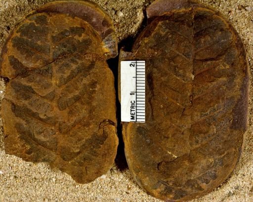 Pecopteris