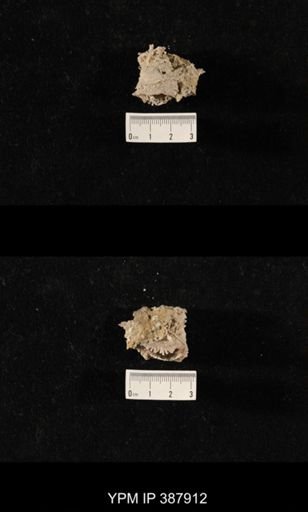 Hercosia sp.