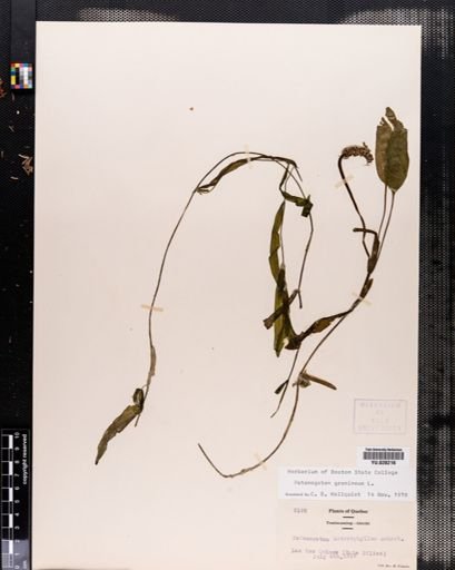 Potamogeton gramineus