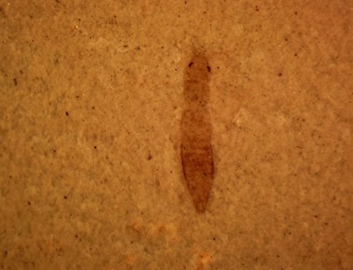 undet. Staphylinidae