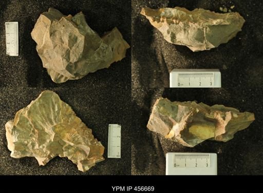 undet. Scaphitidae