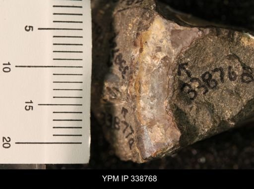 undet. Ammonoidea